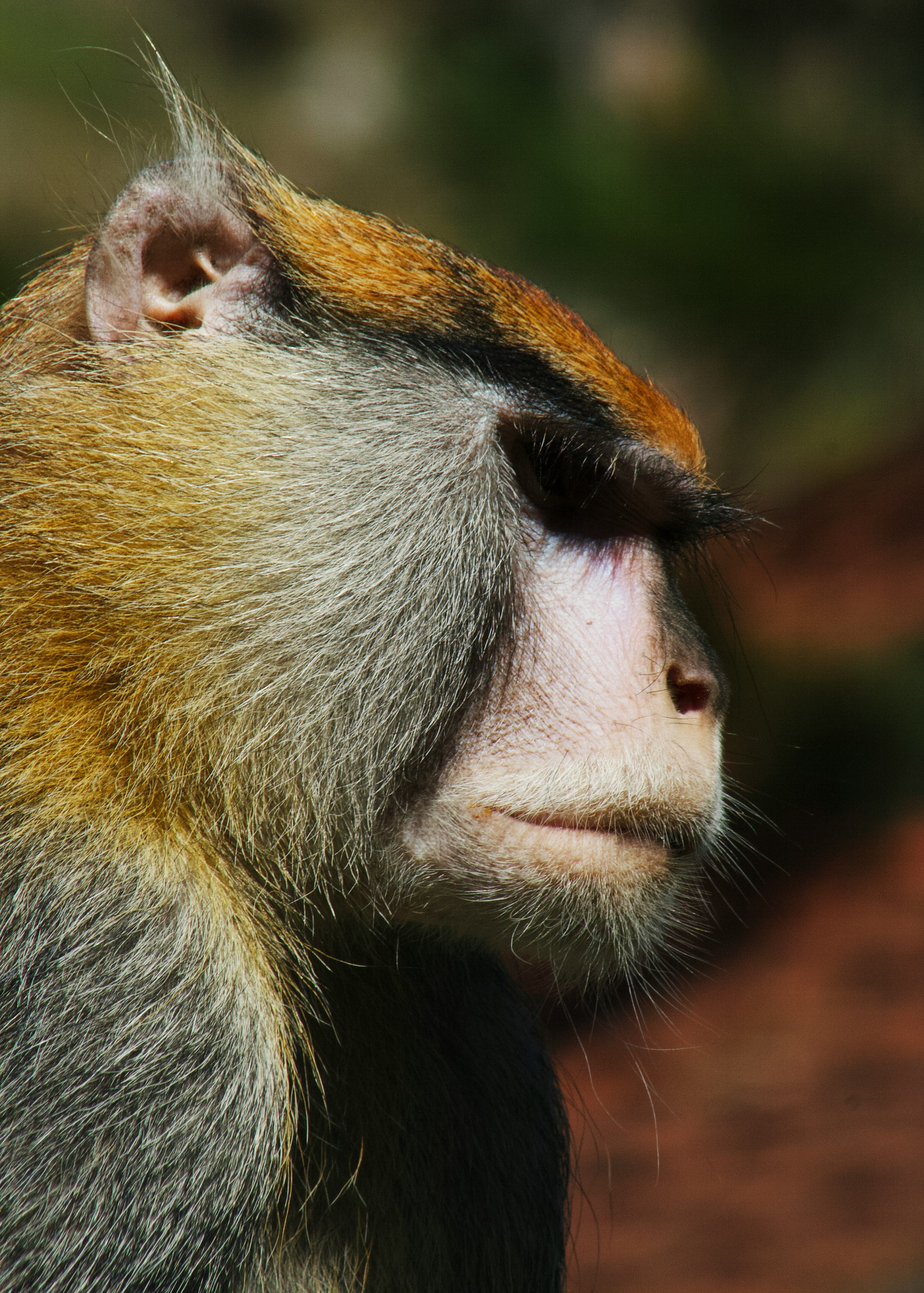 brown and white monkey on tree branch during daytime